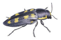 Nr.1000 Gulfläckig praktbagge (Buprestis novemmaculata) Nr.1000 Gulfläckig praktbagge (Buprestis novemmaculata)
