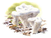 Nr.1016 Dofttaggsvamp (Hydnellum suaveolens) Nr.1016 Dofttaggsvamp (Hydnellum suaveolens)