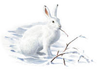 Nr.1017 Skogshare (Lepus timidus) Nr.1017 Skogshare (Lepus timidus)
