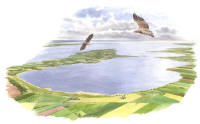 Nr.1021 Dättern Nr.1021 Dättern