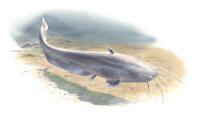 Mal (Silurus glanis) Mal (Silurus glanis)