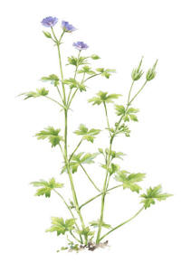 Nr.1038 Svedjenäva (Geranium bohemicum) Nr.1038 Svedjenäva (Geranium bohemicum)