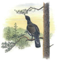 Nr.103 Tjädertupp (Tetrao urogallus) Nr.103 Tjädertupp (Tetrao urogallus)