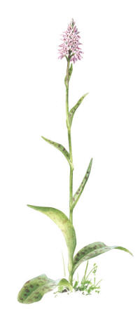 Nr.1040 Skogsnycklar (Dactylorhiza fuchsii subsp. fuchsii) Nr.1040 Skogsnycklar (Dactylorhiza fuchsii subsp. fuchsii)