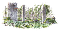 Nr.1048 Tvigölingeskogen Nr.1048 Tvigölingeskogen