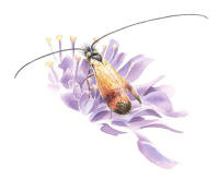 Nr.1050 Kärrantennmal (Nemophora minimella) Nr.1050 Kärrantennmal (Nemophora minimella)