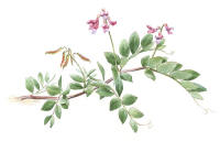 Nr.1056 Strandvial (Lathyrus japonicus) Nr.1056 Strandvial (Lathyrus japonicus)