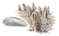 Nr.1059 Flodpärlmussla (Margaritifera margaritifera) Nr.1059 Flodpärlmussla (Margaritifera margaritifera)