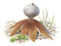 Nr.1082 Stäppjordstjärna (Geastrum pseudolimbatum) Nr.1082 Stäppjordstjärna (Geastrum pseudolimbatum)