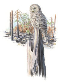 Nr.1088 Slaguggla (Strix uralensis) Nr.1088 Slaguggla (Strix uralensis)