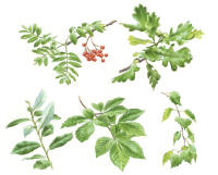 Nr.1096 Rönn (Sorbus aucuparia), ek (Quercus robur), sälj (Salix caprea), bok (Fagus sylvatica), vårtbjörk (Betula pendula) Nr.1096 Rönn (Sorbus aucuparia), ek (Quercus robur), sälj (Salix caprea), bok (Fagus sylvatica), vårtbjörk (Betula pendula)