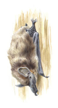 Nr.1098 Nordfladdermus (Eptesicus nilssonii) Nr.1098 Nordfladdermus (Eptesicus nilssonii)