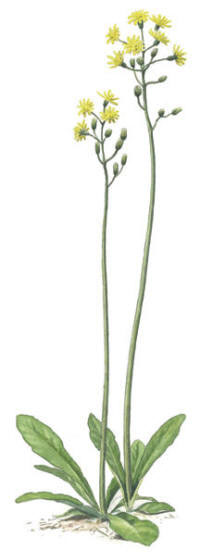 Nr.10 Klasefibbla (Crepis praemorsa) Nr.10 Klasefibbla (Crepis praemorsa)