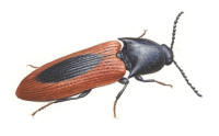 Nr.1101 Svartfläckad rödrock (Ampedus sanguinolentus) Nr.1101 Svartfläckad rödrock (Ampedus sanguinolentus)