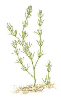 Nr.1133 Borststräfse (Chara aspera) Nr.1133 Borststräfse (Chara aspera)