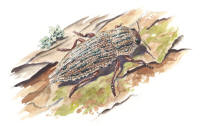 Nr.1141 Svartfläckad rödrock (Ampedus sanguinolentus) Nr.1141 Barrpraktbagge (Dicerca moesta)