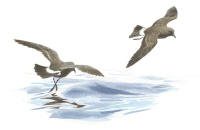 Nr.1146 Stormsvala (Hydrobates pelagicus) Nr.1146 Stormsvala (Hydrobates pelagicus)
