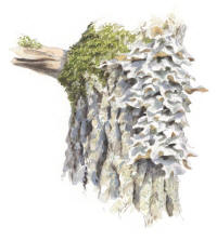 Nr.1179 Skrovellav (Lobaria scrobiculata) Nr.1179 Skrovellav (Lobaria scrobiculata)