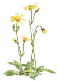 Nr.1183 Slåttergubbe (Arnica montana) Nr.1183 Slåttergubbe (Arnica montana)