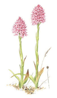 Nr.1197 Salepsrot (Anacamptis pyramidalis) Nr.1197 Salepsrot (Anacamptis pyramidalis)