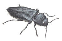 Nr.1208 Sotsvart praktbagge (Melanophila acuminata) Nr.1208 Sotsvart praktbagge (Melanophila acuminata)