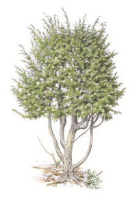 Nr.1209 En. (Juniperus communis) Nr.1209 En. (Juniperus communis)