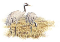 Nr.1211 Trana (Grus grus) Nr.1211 Trana (Grus grus)