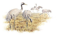 Nr.1212 Trana (Grus grus) Nr.1212 Trana (Grus grus)