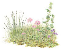 Nr.1229 Axag (Schoenus ferrugineus), majviva (Primula farinosa), källblekvide (Salix hastata vegeta) och tätört (Pinguicula vulgaris) Nr.1229 Axag (Schoenus ferrugineus), majviva (Primula farinosa), källblekvide (Salix hastata vegeta) och tätört (Pinguicula vulgaris)