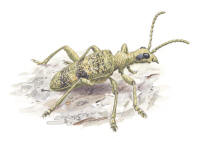 Nr.1235 Lövträdlöpare (Rhagium mordax) Nr.1235 Lövträdlöpare (Rhagium mordax)