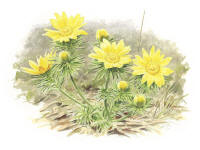 Nr.1240 Våradonis (Adonis vernalis) Nr.1240 Våradonis (Adonis vernalis)