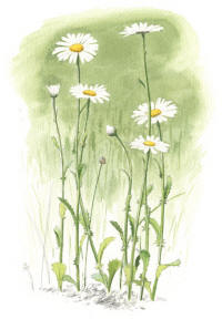 Nr.1248 Prästkrage (Leucanthemum vulgare) Nr.1248 Prästkrage (Leucanthemum vulgare)