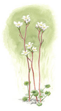 Nr.1253 Mandelblomma (Saxifraga granulata) Nr.1253 Mandelblomma (Saxifraga granulata)