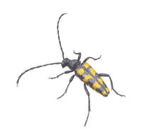 Nr.1257 Fyrbandad blombock (Leptura quadrifasciata) Nr.1257 Fyrbandad blombock (Leptura quadrifasciata)