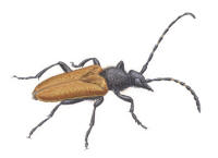 Nr.1258 Fläckhornad blombock (Stictoleptura maculicornis) Nr.1258 Fläckhornad blombock (Stictoleptura maculicornis)