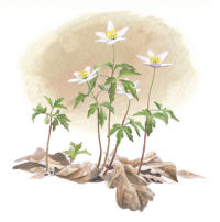 Nr.1259 Vitsippa (Anemone nemorosa) Nr.1259 Vitsippa (Anemone nemorosa)