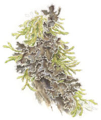 Nr.1269 Grynig filtlav (Peltigera collina) Nr.1269 Grynig filtlav (Peltigera collina)