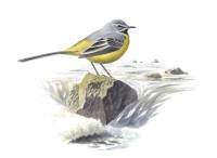 Nr.127 Forsärla (Motacilla cinerea) Nr.127 Forsärla (Motacilla cinerea)