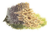 Nr.1299 Jätteticka (Meripilus giganteus) Nr.1299 Jätteticka (Meripilus giganteus)