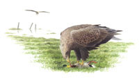 Nr.129 Havsörn (Haliaeetus albicilla) Nr.129 Havsörn (Haliaeetus albicilla)