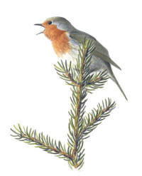 Nr.12 Rödhake (Erithacus rubecula) Nr.12 Rödhake (Erithacus rubecula)