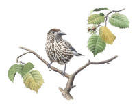 Nr.132 Nötkråka (Nucifraga caryocatactes) Nr.132 Nötkråka (Nucifraga caryocatactes)