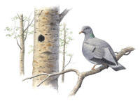 Nr.134 Skogsduva (Columba oenas) Nr.134 Skogsduva (Columba oenas)