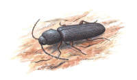 Nr.137 Reliktbock (Nothorhina muricata) Nr.137 Reliktbock (Nothorhina muricata)
