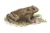 Nr.138 Vanlig padda (Bufo bufo) Nr.138 Vanlig padda (Bufo bufo)