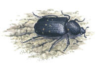 Nr.14 Svart guldbagge (Gnorimus variabilis) Nr.14 Svart guldbagge (Gnorimus variabilis)