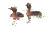 Nr.152 Svarthakedopping (Podiceps auritus) Nr.152 Svarthakedopping (Podiceps auritus)