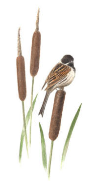 Nr.153 Sävsparv (Emberiza schoeniclus) Nr.153 Sävsparv (Emberiza schoeniclus)