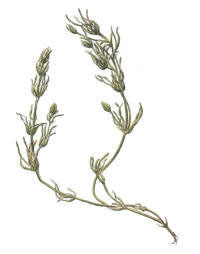 Nr.155 Kransalg (Charophyta) Nr.155 Kransalg (Charophyta)