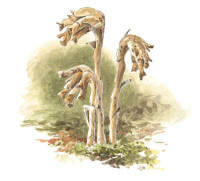 Nr.157 Tallört (Monotropa hypopitys) Nr.157 Tallört (Monotropa hypopitys)